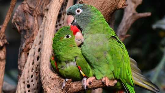 Na snímke sú dva zelené papagáje.