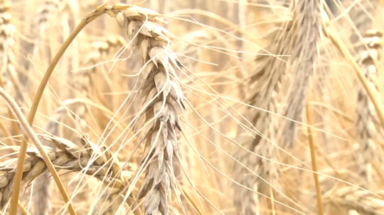 Ilustračná snímka pšenice.