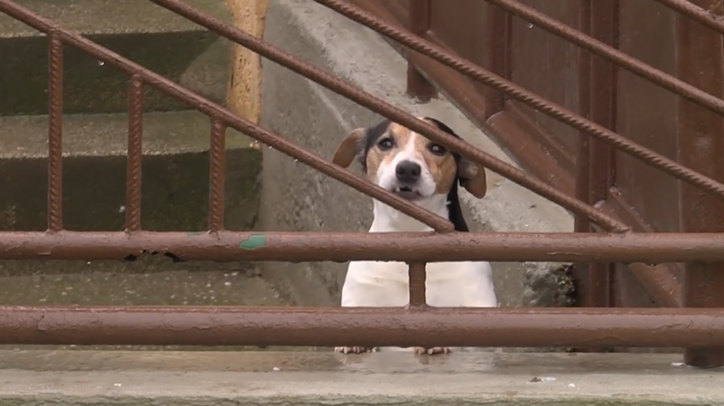 Za video zbitého psa dostali majitelia len pokutu. Hoci zábery mnohých pobúrili, podľa inšpekcie nešlo o trestný čin