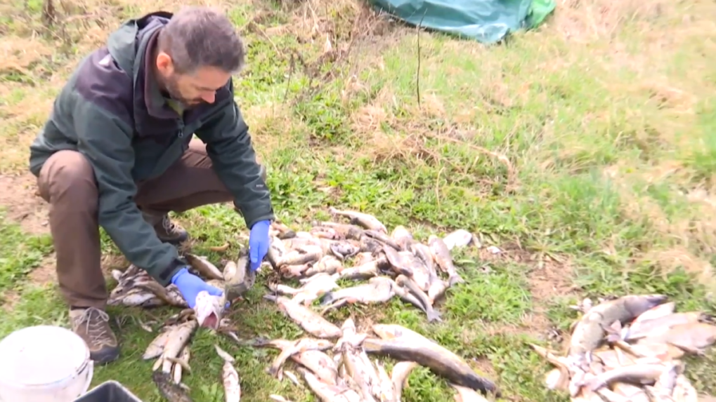 Obrovský úhyn rýb po celom toku rieky Slatina zrejme spôsobili toxické látky
