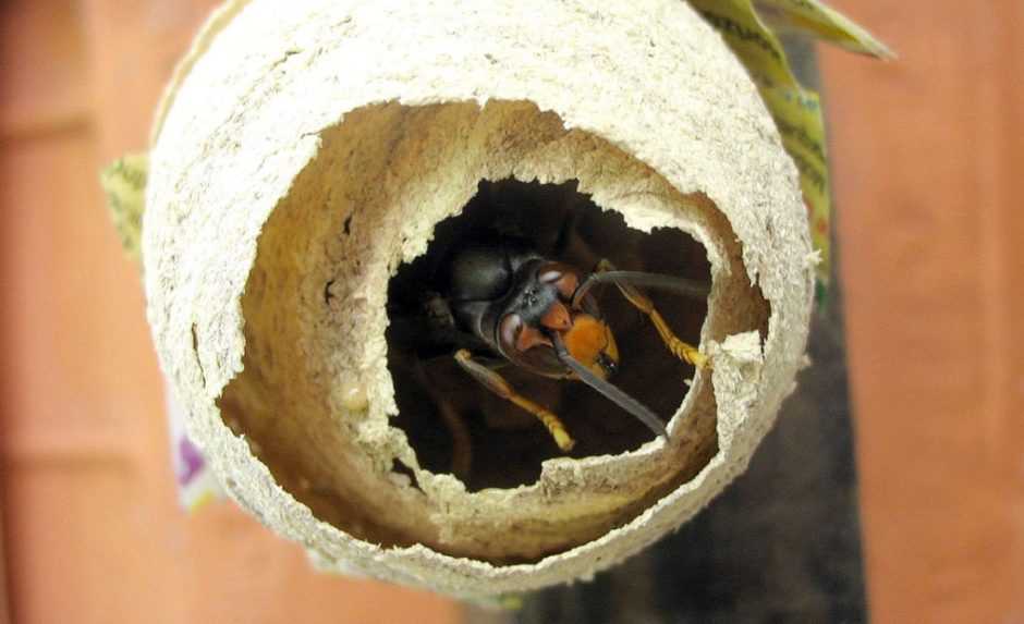 V Európe sa vyskytuje nebezpečný druh sršňa, spozorneli už aj slovenskí hasiči a včelári