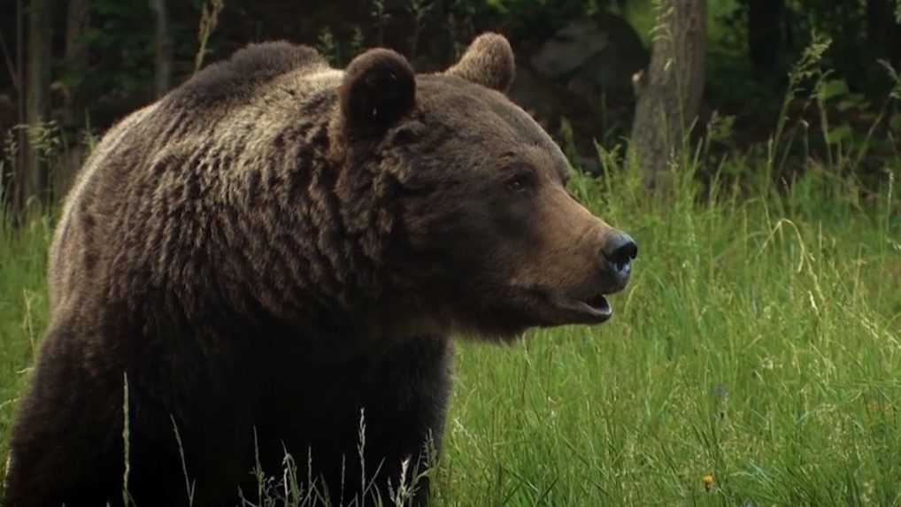 Počet útokov medveďa hnedého na Podpoľaní vzrastá. Cez víkend tam usmrtil hospodárske zvieratá
