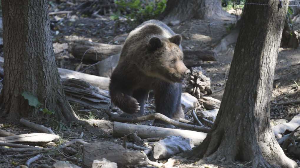 Usmrtenie medveďa pri Sučanoch má dohru. Prokuratúra vedie trestné stíhanie