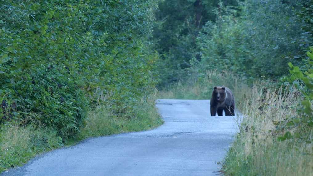 Medveď v okrese Prievidza naháňal cyklistu, ten spadol z bicykla