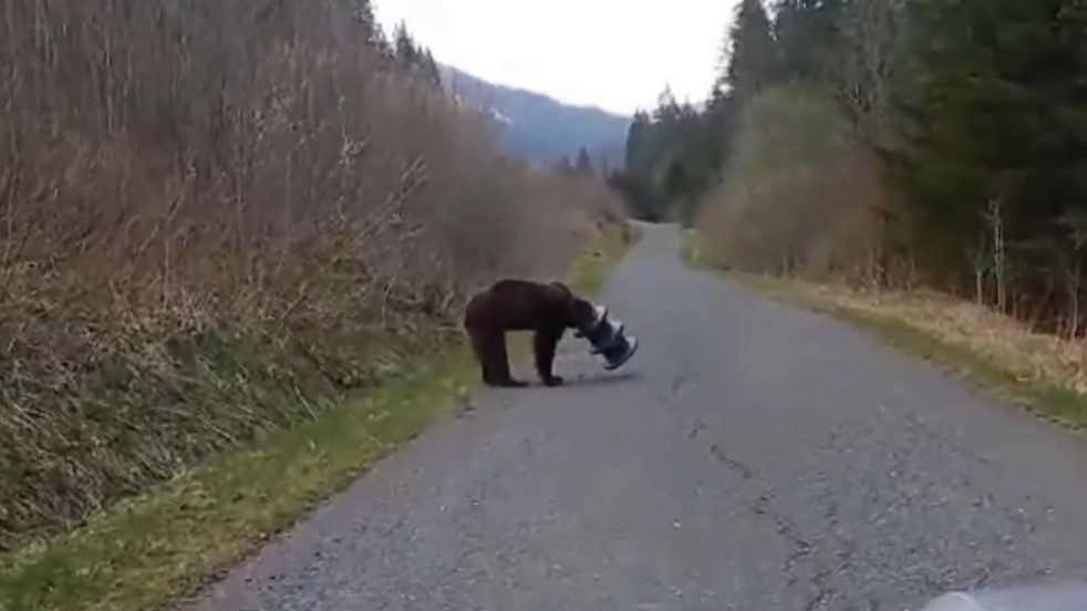 Medveď na 17 dní hlavou uviazol v kŕmnom valci. Zásahový tím ho uspal a vyslobodil
