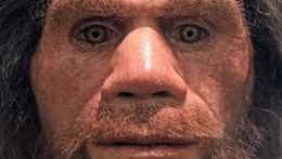 Na snímke replika neandertálskeho človeka (Homo sapiens neanderthalensis) v múzeu v nemeckom Iserlohne.