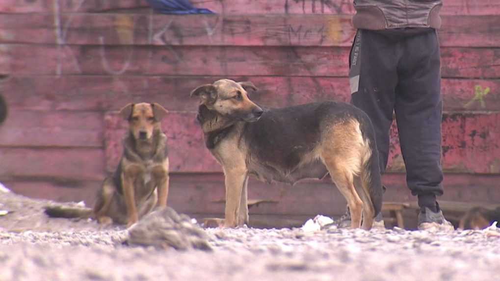 Premnožené túlavé psy v osade vo Veľkej Ide pri Košiciach útočia na ľudí