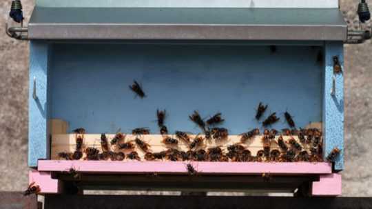Na snímke sršne ázijské útočia na včely robotnice.