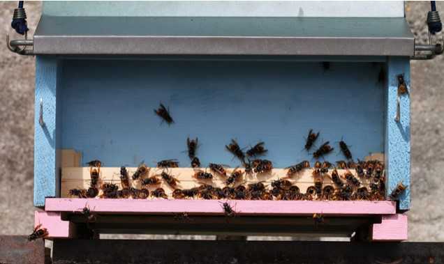 Na snímke sršne ázijské útočia na včely robotnice.