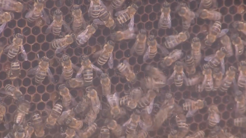 Včely majú svoju reč. Deti si ju mohli vyskúšať v Dolnej Krupej, kde otvorili včelársku sezónu