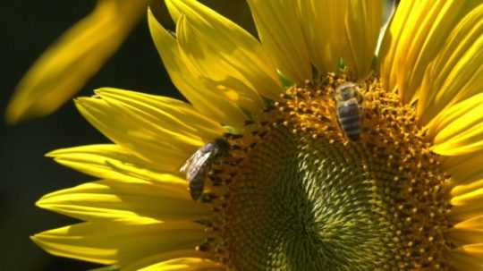 Na snímke včely na slnečnici