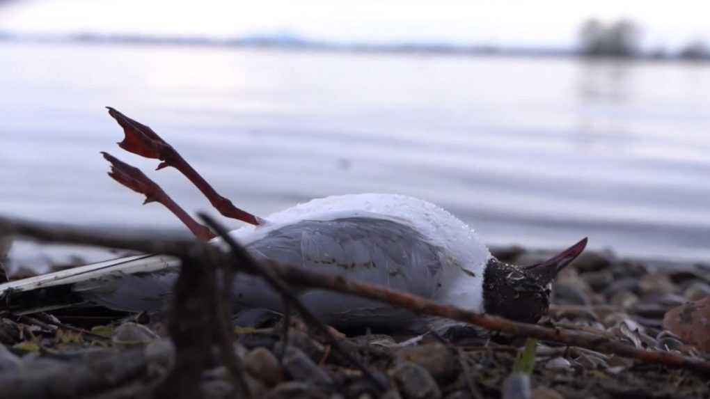 Testy potvrdili prítomnosť vtáčej chrípky v prípade uhynutých čajok, ktoré našli na brehu Liptovskej Mary