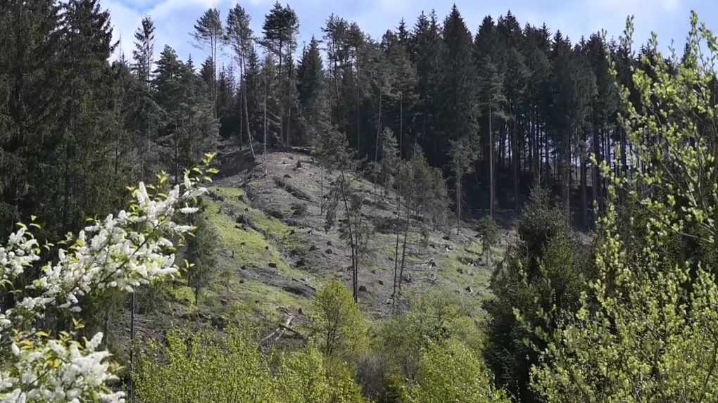 Kysučania sa sťažujú, že im v lese niekto vyrúbal zdravé stromy. Prípad už vyšetruje polícia