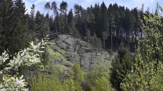 Vyrúbané stromy na Kysuciach.