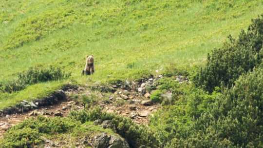 Na snímke mladý samec medveďa hnedého.