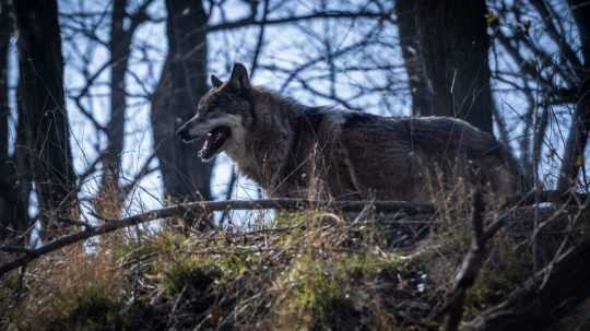 Na ilustračnej snímke vlk eurázijský.