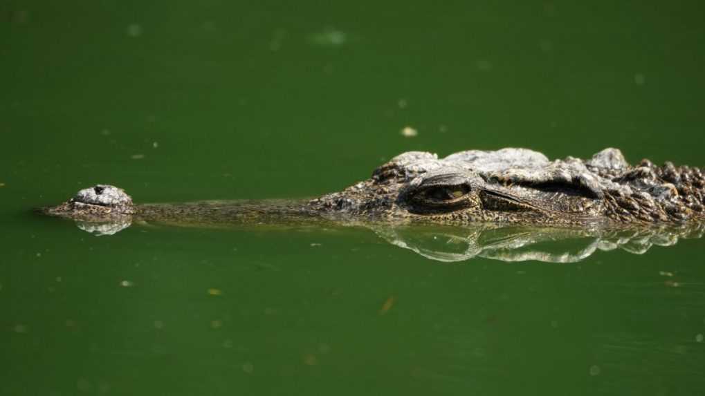 Všetkých viac ako 70 krokodílov, ktorí pri povodniach ušli zo zaplavenej čínskej farmy, sa podarilo pochytať