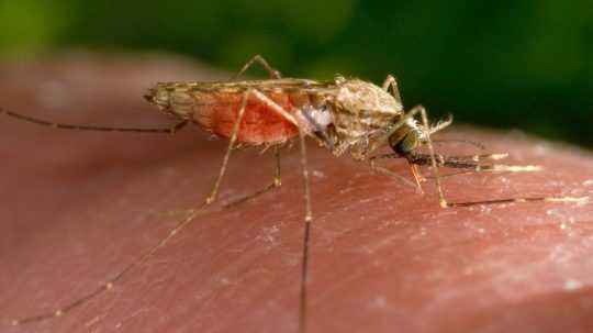 Komár rodu Anopheles, ktorý roznáša maláriu.