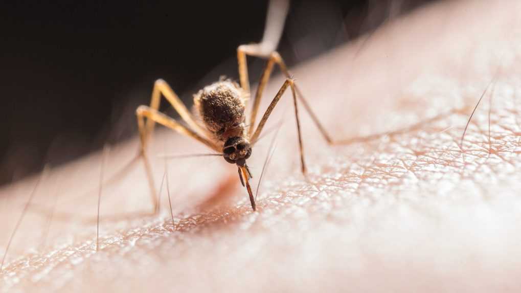 V Európe sa vyskytujú komáre, ktoré prenášajú viacero chorôb. Mnohé z nich sú pre nás neznámou