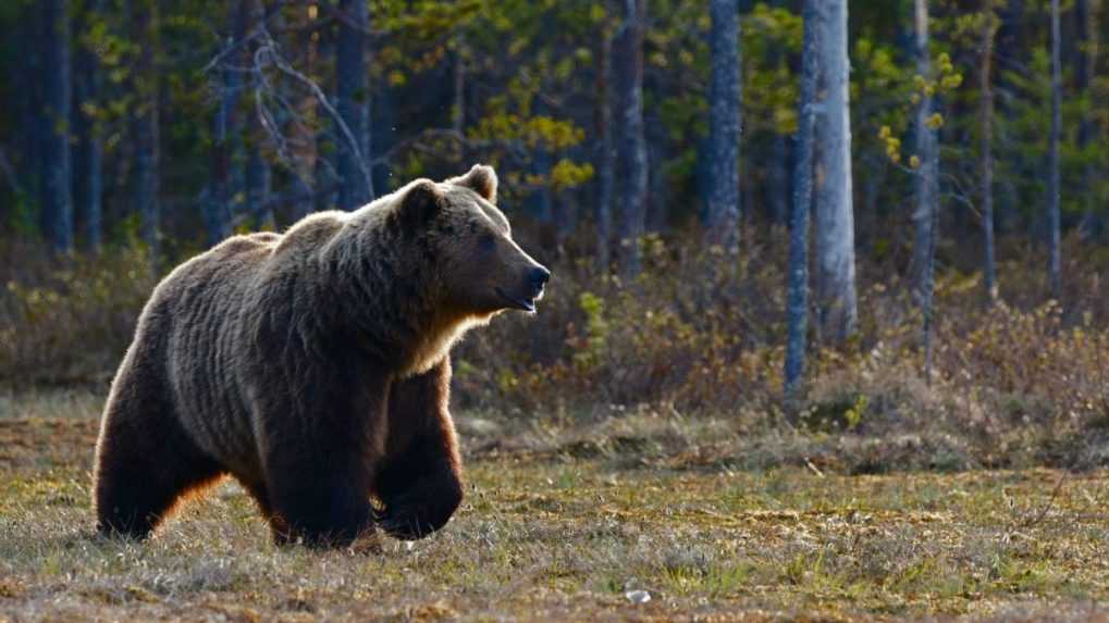 Po medveďovi, ktorý napadol muža pri Prievidzi, pátrať nebudú. Poranený medveď by vraj už neútočil a dohľadať zdravého je nemožné