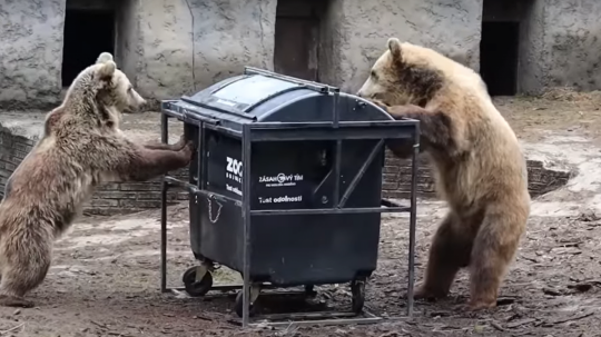 Na snímke z videa sa medvede snažia dostať do zabezpečeného kontajnera.