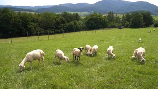 ovce sa pasú na lúke