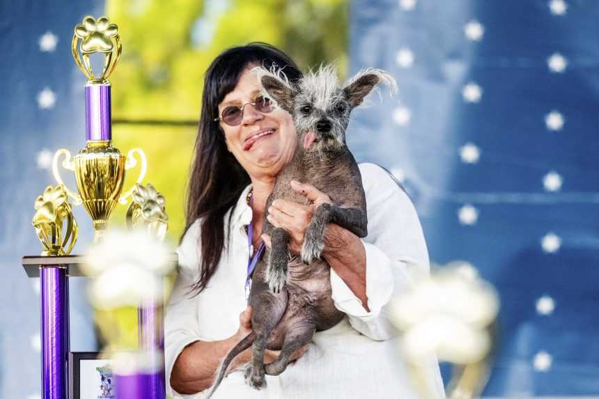 Na snímke čínsky chocholatý pes menom Scooter a jeho majiteľka s trofejou za najškaredšieho psa.