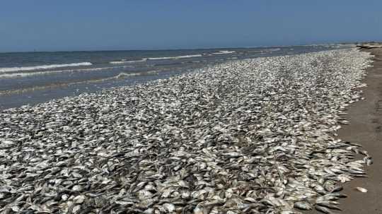 Tisíce mŕtvych rýb na pobreží.