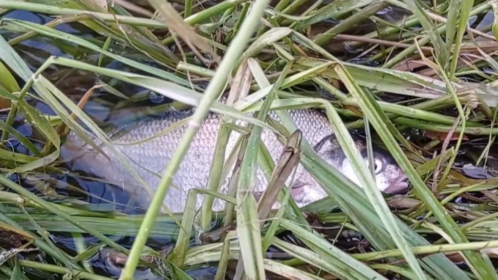 Na rieke Slatina došlo cez víkend k ďalšiemu veľkému úhynu rýb
