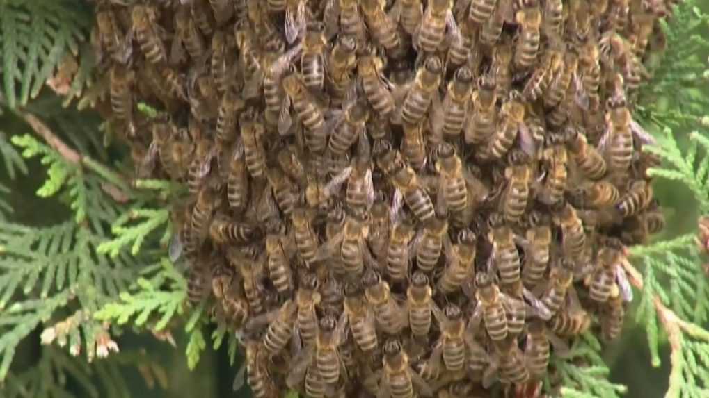 Včely sa usadili uprostred košického sídliska. Aj keď nie sú nebezpečné, odborníci neodporúčajú približovať sa