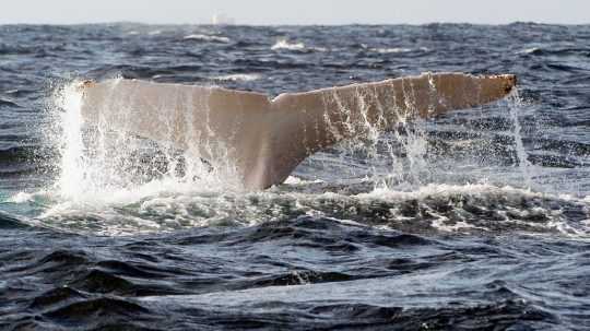 na snímke biela chvostová plutva veľryby