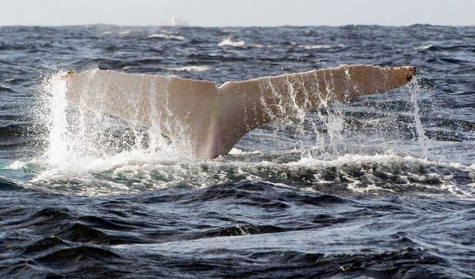 Pri pobreží Austrálie sa objavila vzácna biela veľryba