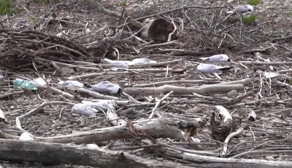 Uhynuté vtáky na priehrade pri Piešťanoch nikto nepozbieral. Ľudia sa boja nákazy