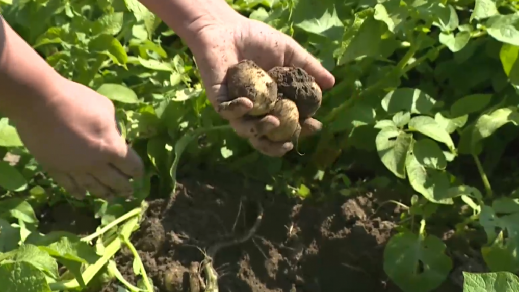Zo slovenských polí sa strácajú zemiaky. Výmera, na ktorej sa pestujú, je najnižšia za 30 rokov