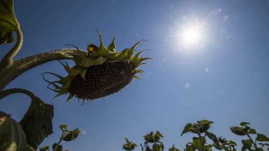 Na snímke slnečnica a slnko za horúceho dňa na poli pri Bratislave