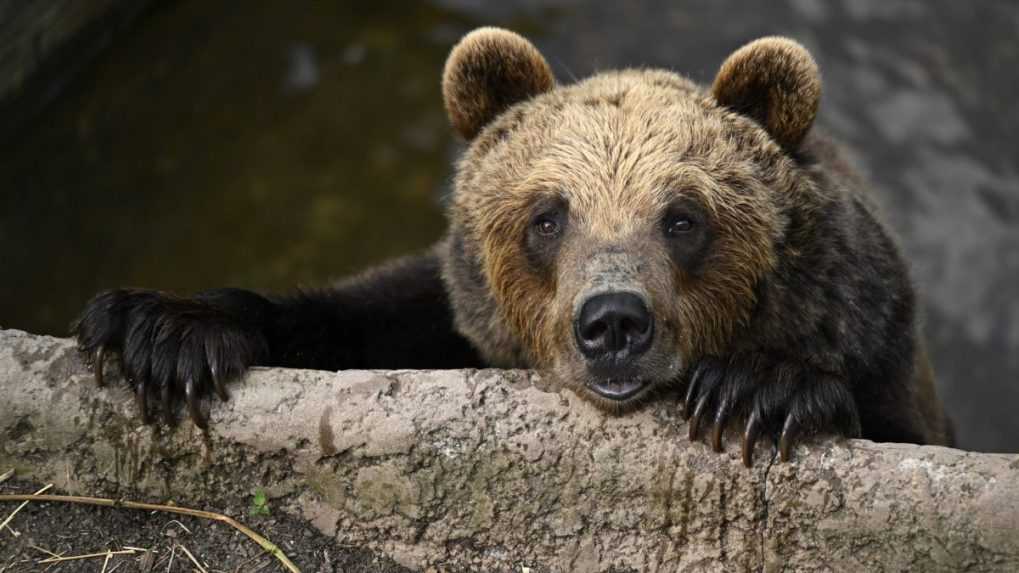 Stret s medveďom na Liptove: Zásahový tím prešetril okolnosti incidentu, pre obyvateľov oblasti má výzvu