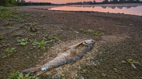 Uhynutá ryba sa nachádza na brehu rieky Odra.