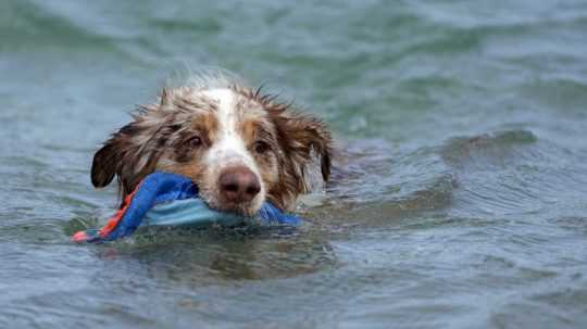 Na snímke pes pláva vo vode.