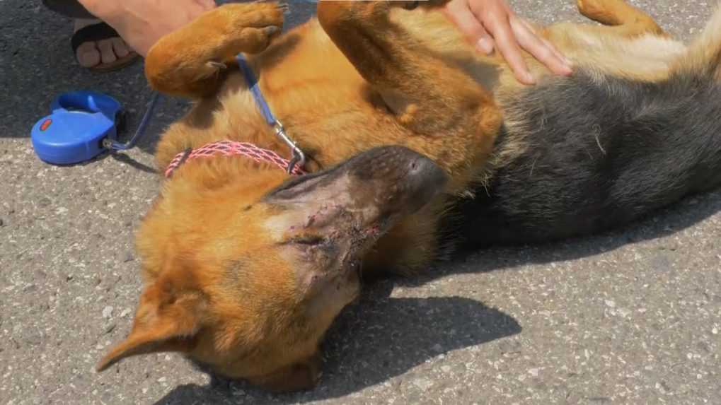 V Maškovej niekto brutálne napadol ročného psa. Zviera mal udierať do hlavy tupým predmetom