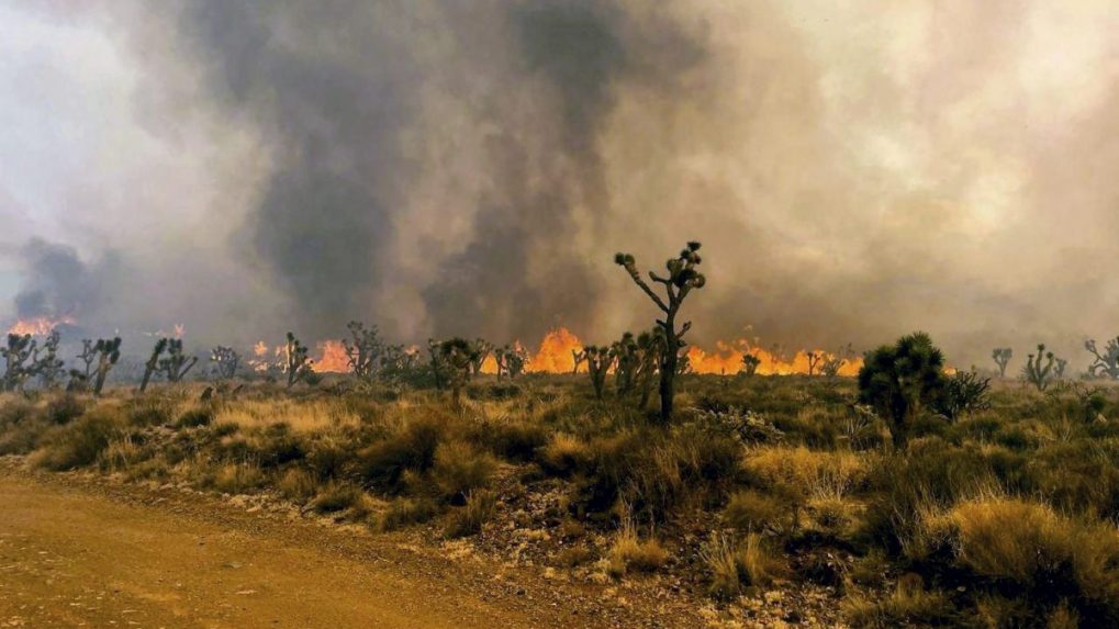 Prírodnú rezerváciu v Kalifornii zachvátil požiar, hasenie komplikuje silný vietor