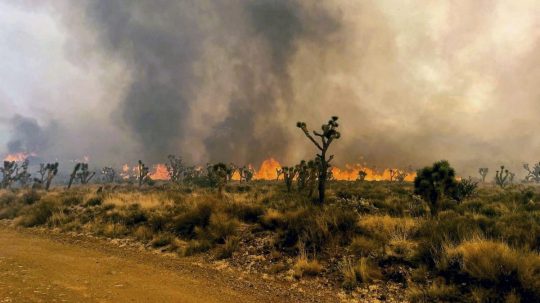 Lesný požiar sa šíri v prírodnej rezervácii Mojave v americkej Kalifornii.