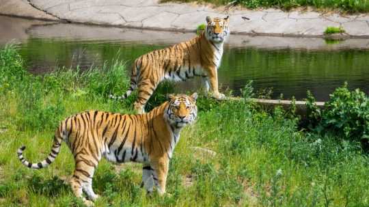 Na ilustračnej snímke tigre.