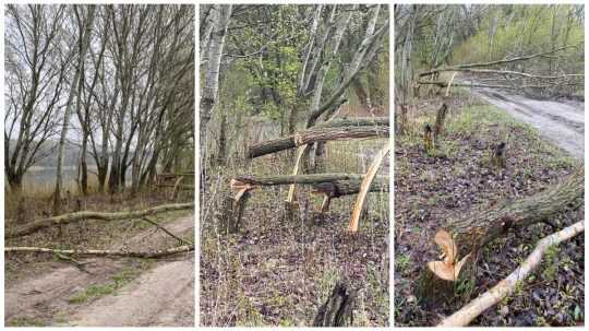 Koláž snímok, na snímkach sú poškodené a vyrúbané stromy.