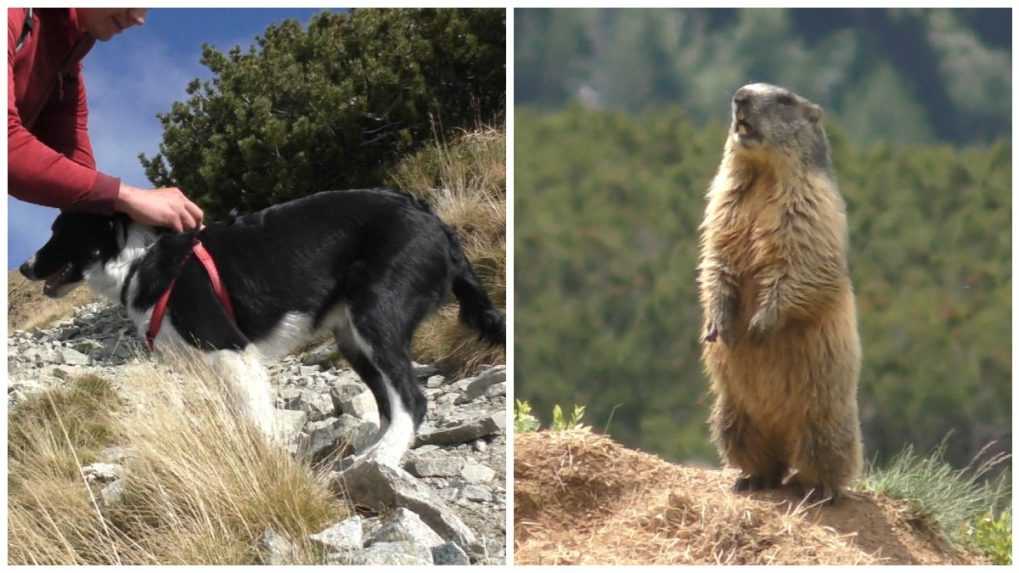 Psy v Západných Tatrách plašia chránené zvieratá aj na vôdzke. Zoológ tvrdí, že by ich majitelia nemali nosiť so sebou