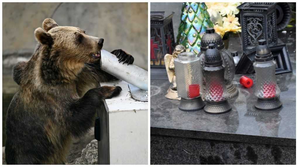 Cintoríny v Ružomberku naďalej navštevujú medvede. Konať začal už aj zásahový tím