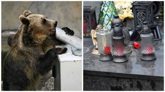 Koláž fotografií medveďa hnedého a škôd, ktoré medvede napáchali na ružomberskom mestskom cintoríne.