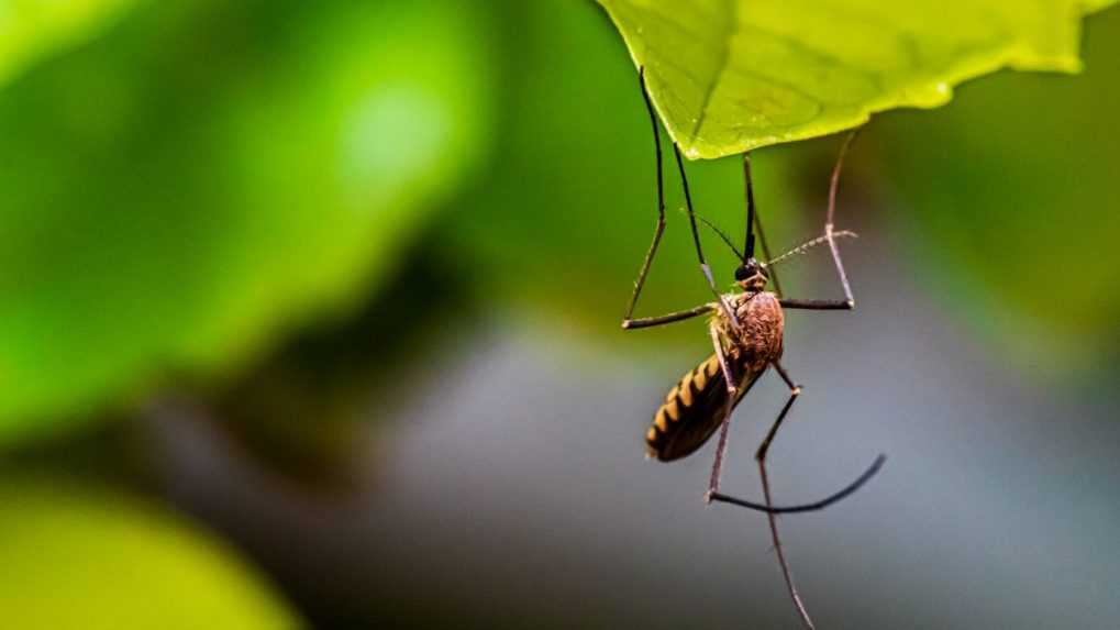 Agresívny komár je podľa viacerých odborníkov už na Slovensku. Prenáša nebezpečné vírusy