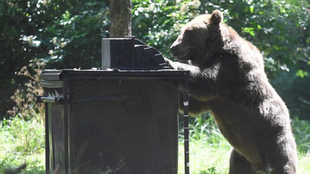 Medvede u nás neohrozujú len turistov. V pracovnej dobe stretli šelmu stovky zamestnancov