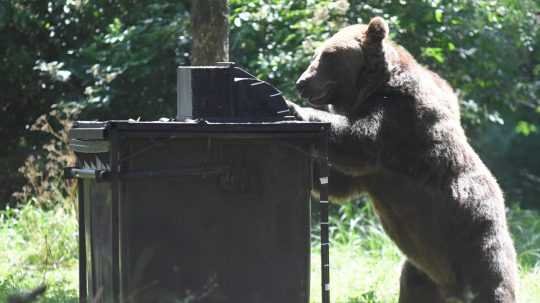 Medveď hnedý testuje novú konštrukciu kontajnera na odpad.