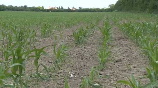 kukuričné pole
